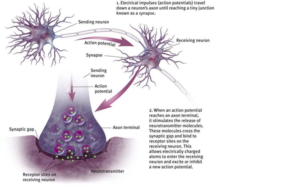 How Neurons