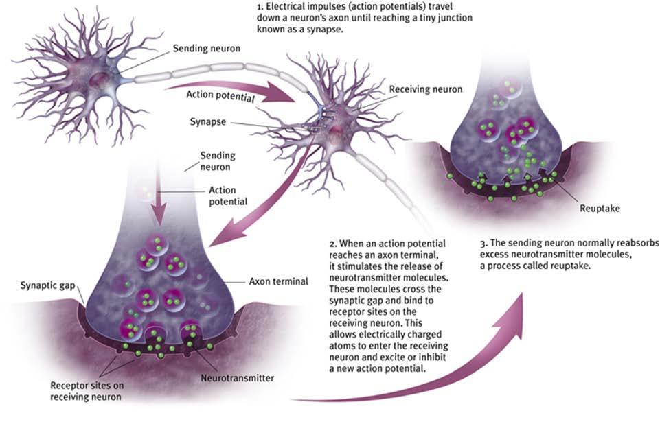How Neurons