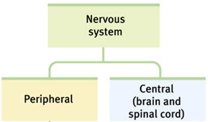 Introduction Nervous System Central Nervous