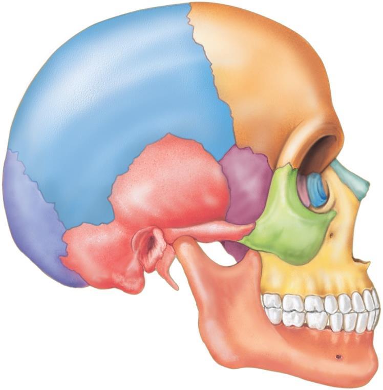 Facial Skeleton= shapes the face and provides attachment for various muscles that move the jaw and control facial expression Lacrimal Bones (2) Medial walls of orbits Groove from orbit to nasal