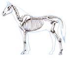 Skeletal System Objectives: A. Recognize the interdependence of ; B. Describe types of bones and C.