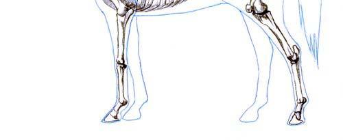 skeletal system.