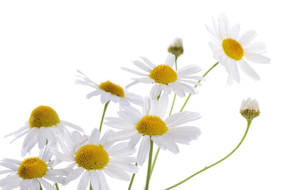 Chamomile Uses in Industries Foods Chamomile is mainly used as a tea, but the plant itself is edible as well. The leaves and flowers can both be eaten and will have a strong apple taste to them.