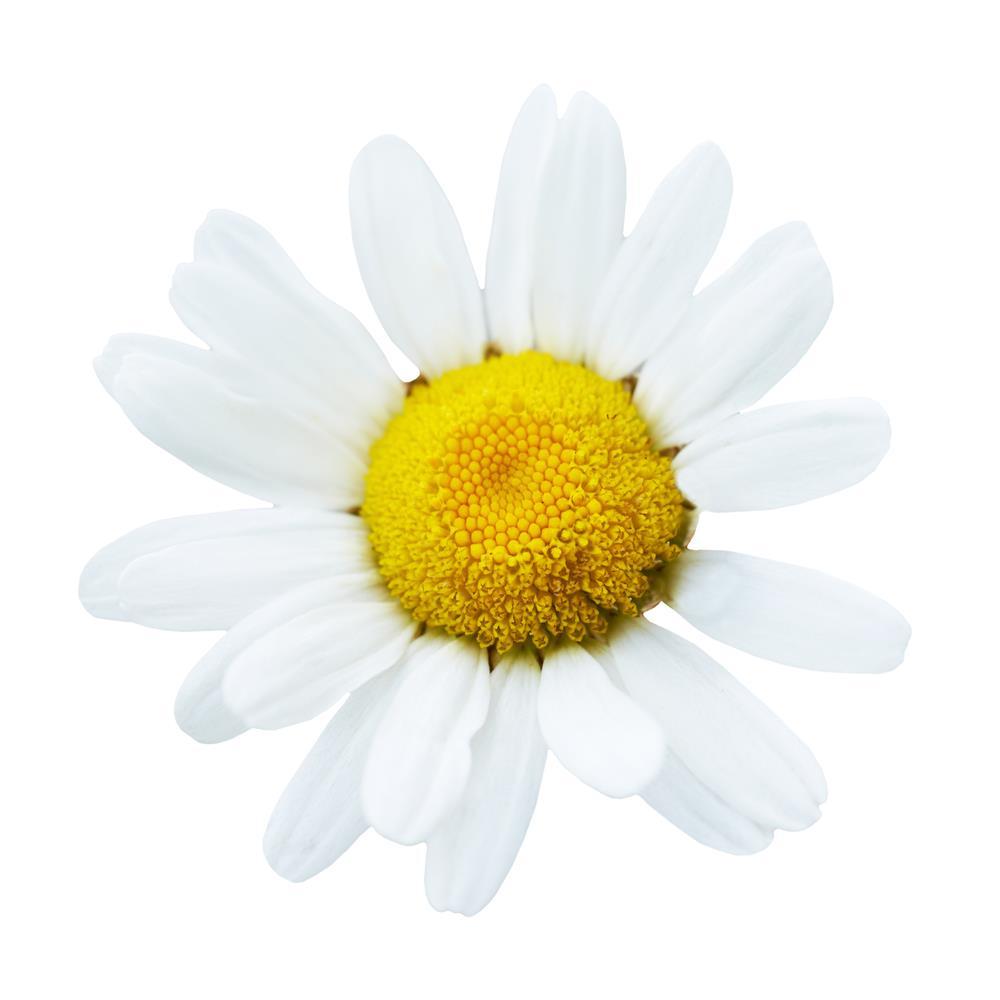 Other Uses Did you know that chamomile tea or medications with chamomile may help with muscle tics or twitching? Chamomile tea has also been said to be able to kill off cancer cells.