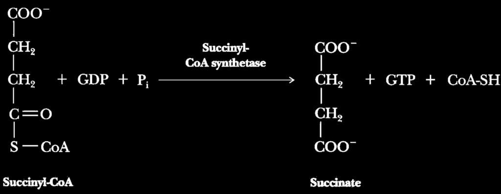 Individual Reactions of the Citric Acid Cycle (continued 4) Thioester bond of succinyl-coa is hydrolyzed to produce succinate and CoA-SH Reaction is