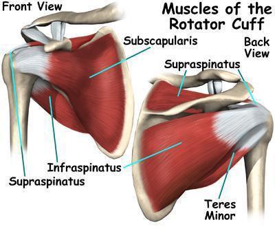 The Rotator Cuff Your rotator cuff is made up of four small muscles arising from your shoulder blade.