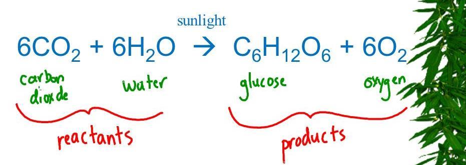 Photosynthesis is also important in maintaining the levels of oxygen and carbon dioxide in the atmosphere.