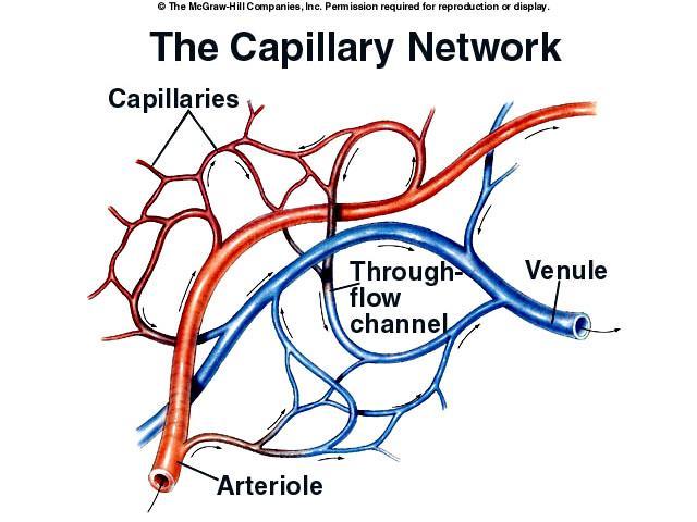 Types Of Blood Vessels Capillaries Are microscopic blood vessels. Connect arteries to veins. Their walls are only one cell thick!