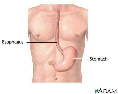 Your Digestive System Esophagus: muscular tube that connects