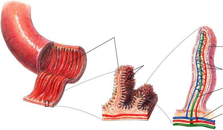 The small intestine absorbs nutrients and transfers Section 38-2 the nutrients to the circulatory system.