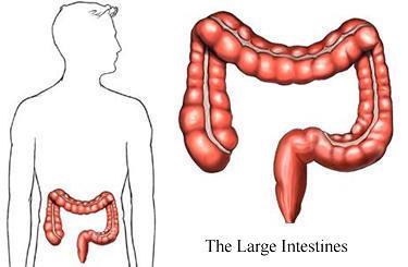 Large Intestine: absorbs water from undigested
