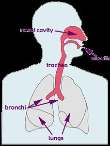 Respiratory System Major Structures