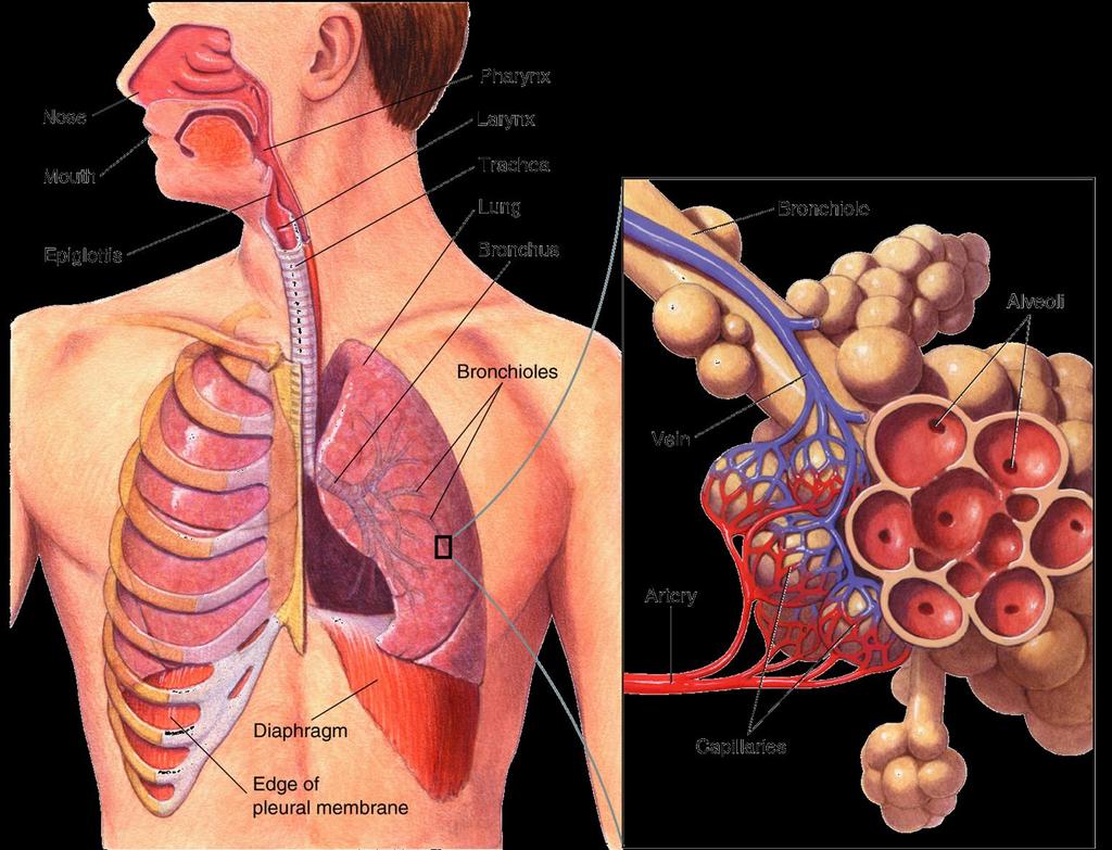 The Respiratory System links to the Circulatory Section