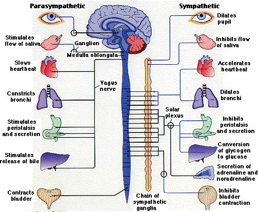 Nervous System Major Structures brain, spinal cord, nerves, sense organs Functions Controls