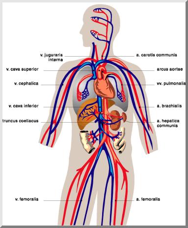 circulatory system?