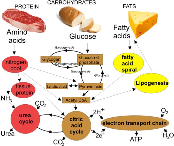 Metabolism: the sum of all chemical reactions occurring in living cells.