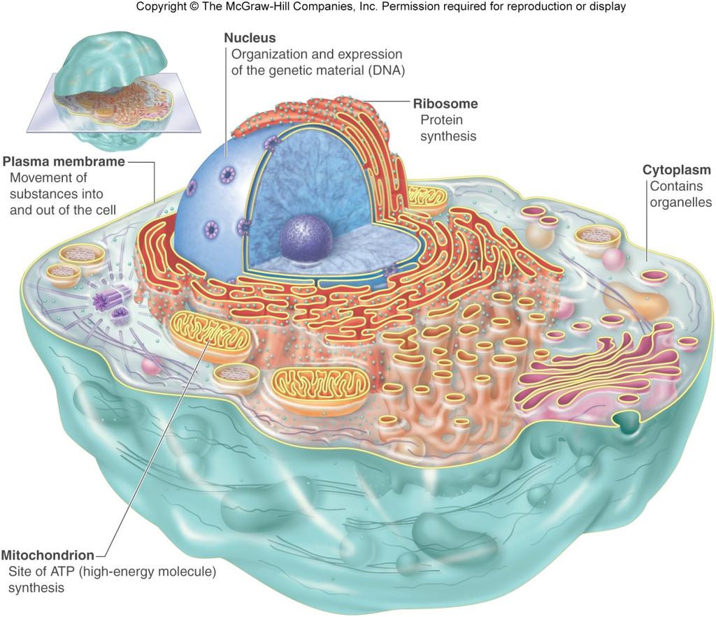 The Cell Cell Smallest functional structure in a living organism A human has ~ 100 trillion cells.