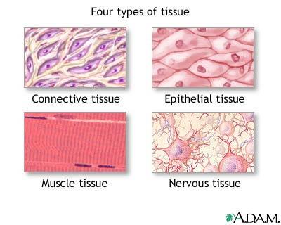 What Are Tissues? Tissues Collection of similar cells that perform specialized functions 1. Epithelial tissue - Cells that form linings and coverings (skin, inner intestine) 2.