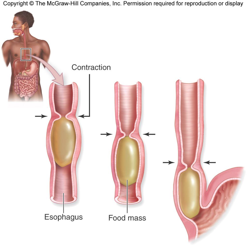 Muscular contractions that move small amounts of food and beverages through