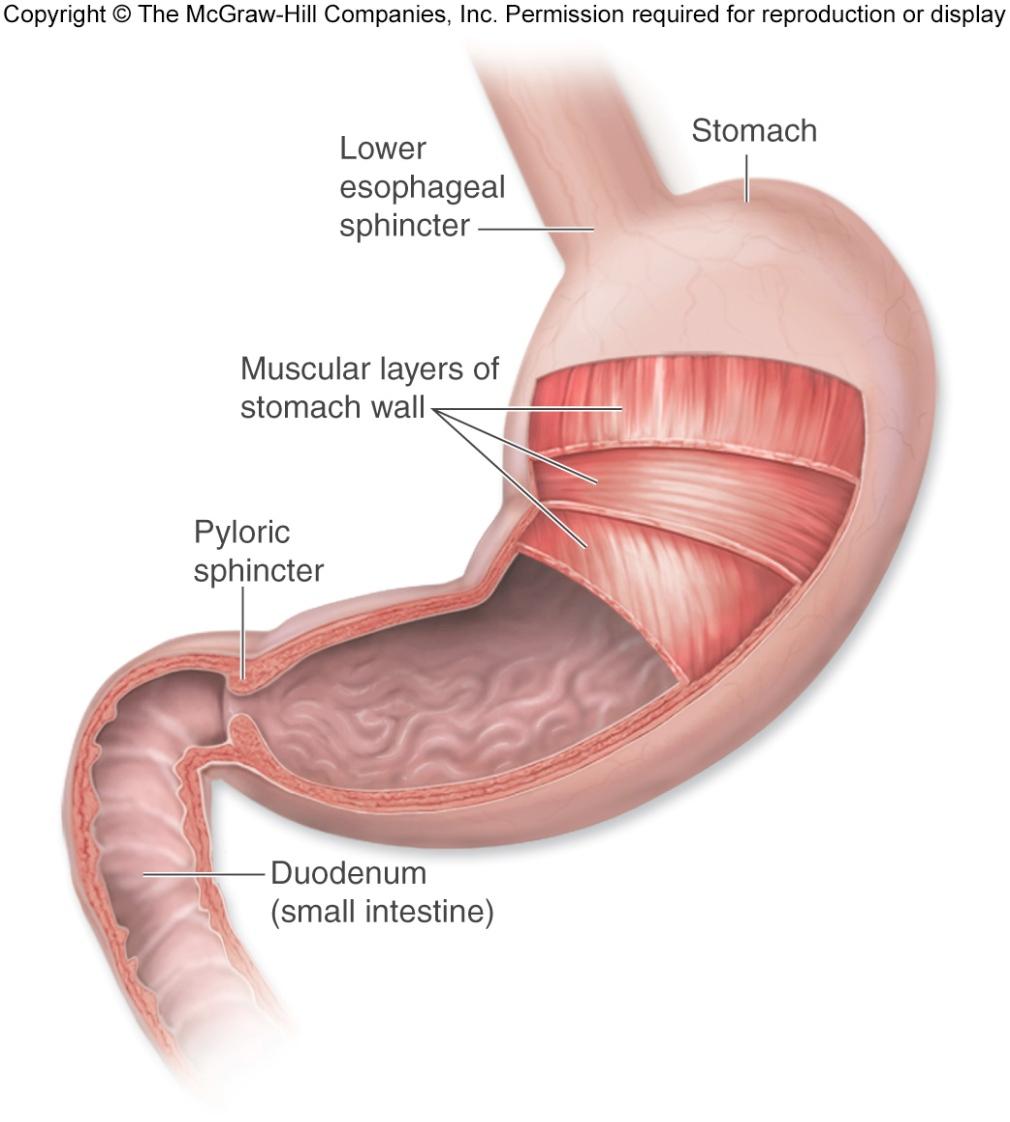 The Stomach and Duodenum *Gastroesophageal sphincter is the go between from the esophagus to the stomach and helps regulate food passage between them.