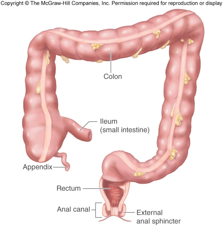 1. Colon Large Intestine 2 Major sections 2.