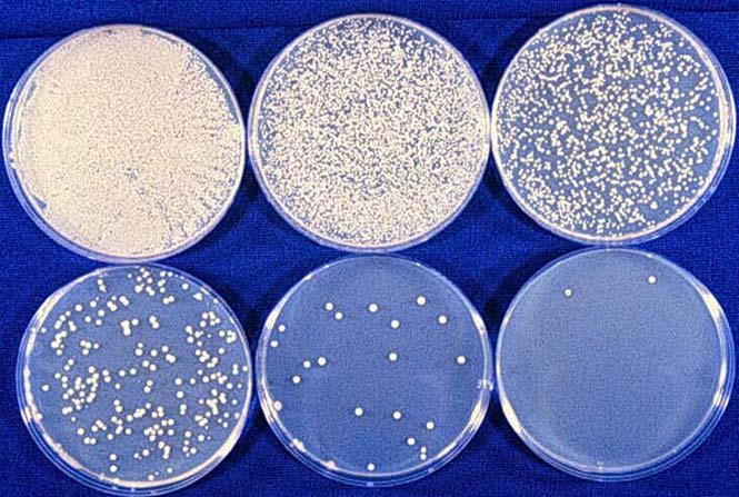 Serial Dilutions The typical range of colonies preferred for counts is 30 300.