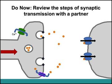 1. DO NOW Have the students review the steps of synaptic transmission with a partner.