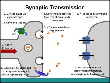 Synaptic Transmission Slide 2 Use this slide to quickly review the steps of synaptic transmission with the class. The steps are animated so will appear one at a time.