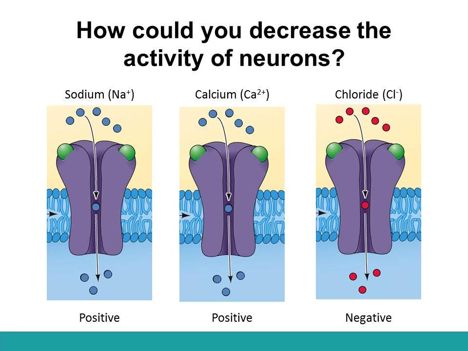 3. Discussion Why would you ever want to decrease the activity of neurons?
