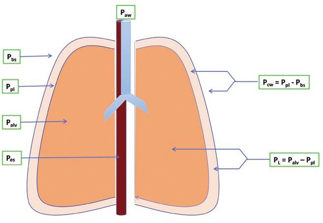 Pneumologia REVISTA SOCIETĂŢII ROMÂNE DE PNEUMOLOGIE Figure 1. Representation of relevant pressures of the respiratory system.