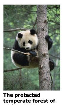 Make Room for Pandas 10 People are trying to help the giant panda survive by creating protected areas and breeding centers.
