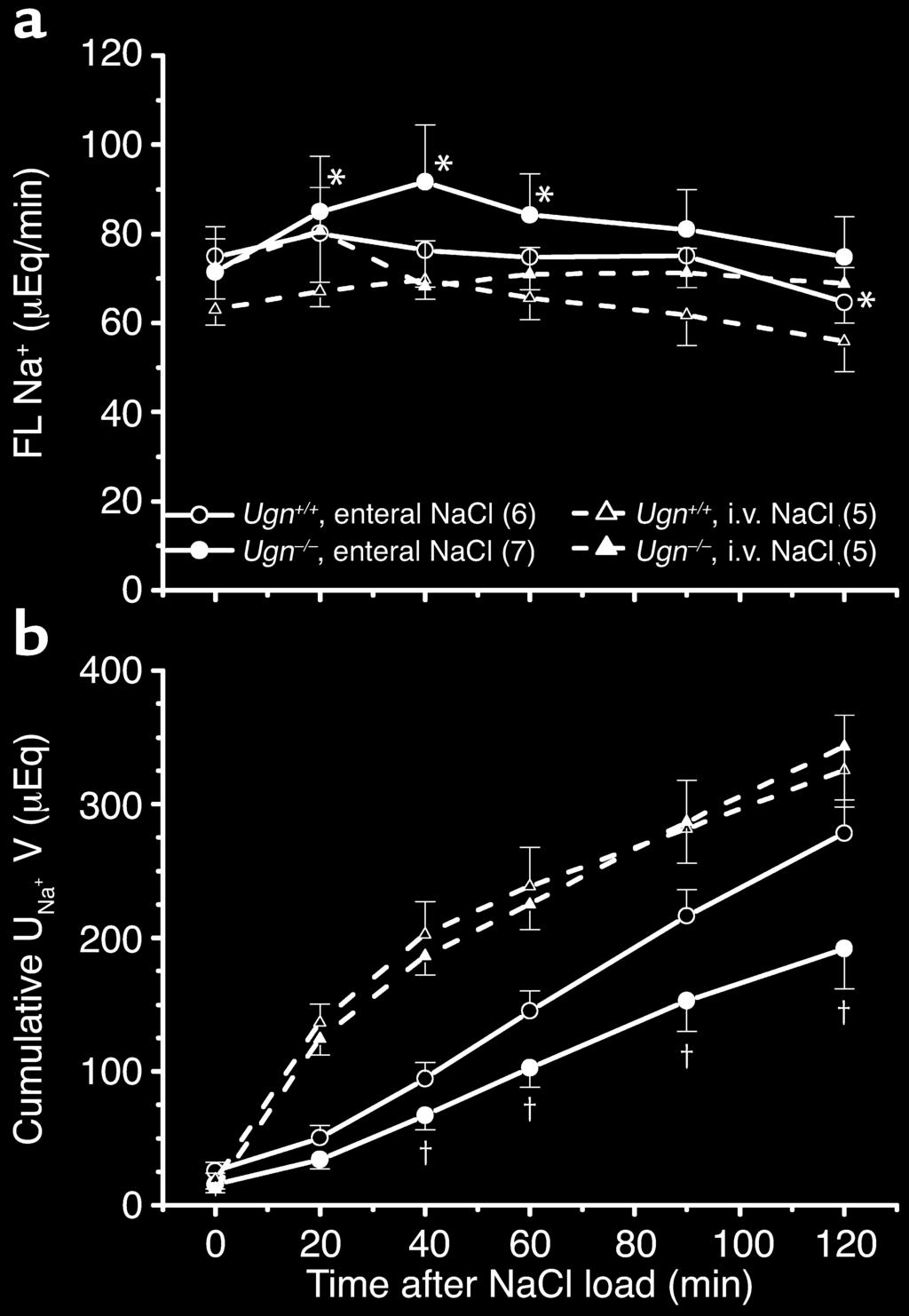 Figure 7 Renal clearance measurements from Ugn +/+ and Ugn / given either enteral NaCl load or intravenous NaCl load; total amount of Na + was 300 µeq delivered in 1 ml of fluid over 1 to 2 minutes.
