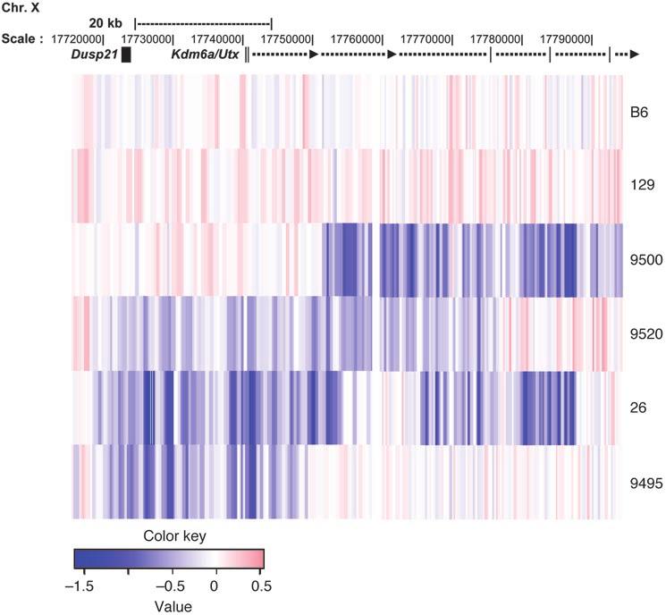 Figure 5 Heat map of Kdm6a deletions in 4 mouse APL tumors based on targeted NimbleGen custom 12 135 K CGH array data.