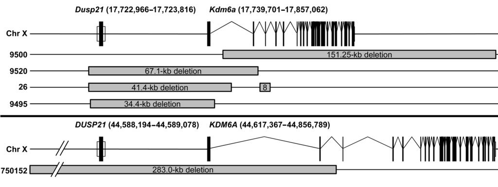 Figure 6 Schematic representation of the 4 Kdm6a deletions found in mouse APL tumors (tumors 9500, 9520, 26, and 9495) and a KDM6A deletion found in a human AML patient (sample 750152).