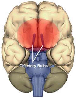 Smell (olfaction), unlike the other senses is first sent through the limbic system (our emotional gut, which gives meaning