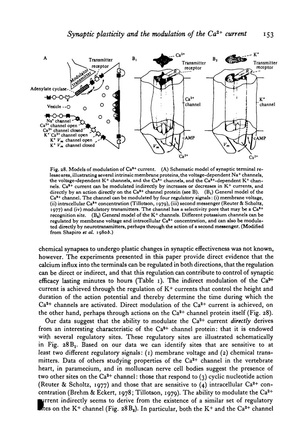 Synoptic plasticity and the modulation of the Ca 2+ current 153 Transmitter»i receptor Transmitter receptor Transmitter receptor channel Na* chinnel Ca 2 * channel open ' Ca 2 * channel cloied' K* Ca