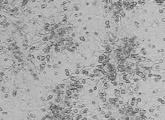 contain about 10 to 20% fibroblast. In the preparation of our samples, we control the initial plating density of the cells to be around 10 6 cells/cm 2. Cells are plated on 9.
