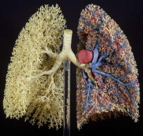 LUNGS: THE AMAZING ORGAN HP Children Suffer more from air pollution due to