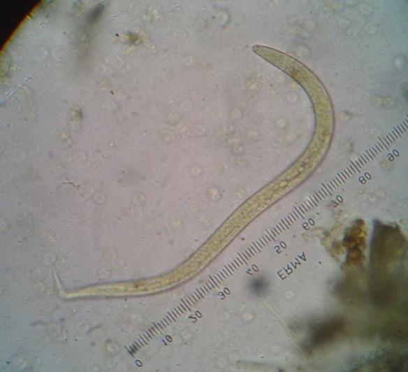 Larva of Crenosoma sp.