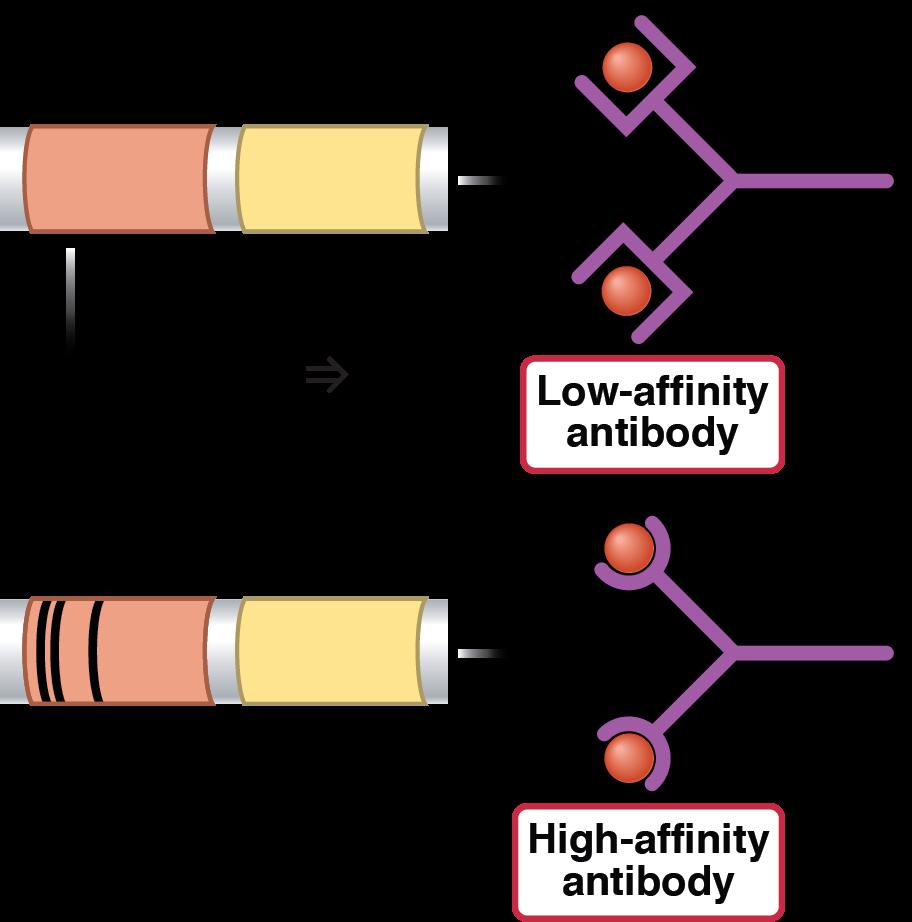 Affinity maturation of antibodies 15 Response to repeated