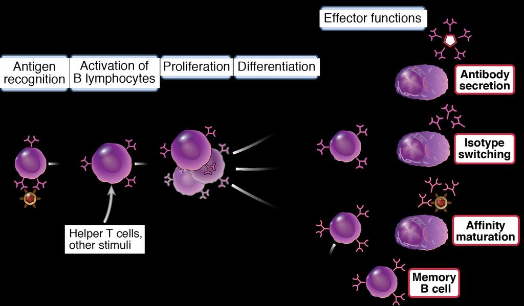 B cell activation and