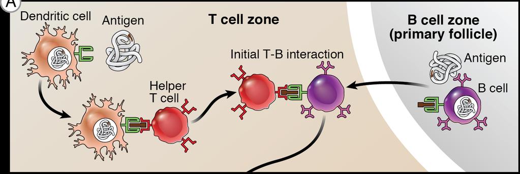 Steps in T-dependent B cell