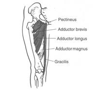 stretchsupine Hip