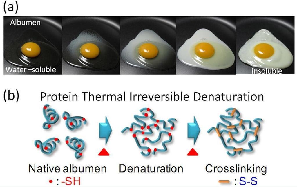 Denaturation may change the protein completely, for example: from liquid to solid, from soluble to insoluble. Morphology of necrosis: There are cytoplasmic and nuclear changes.