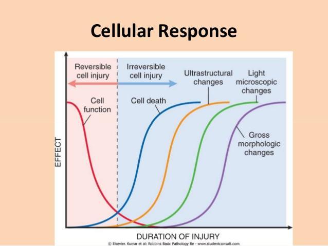 It takes 2-3 hours to see any EM changes (the first morphological evidence of cell death is seen by EM) Light microscopic changes need 6-12 hours to be noted Macroscopic changes are the