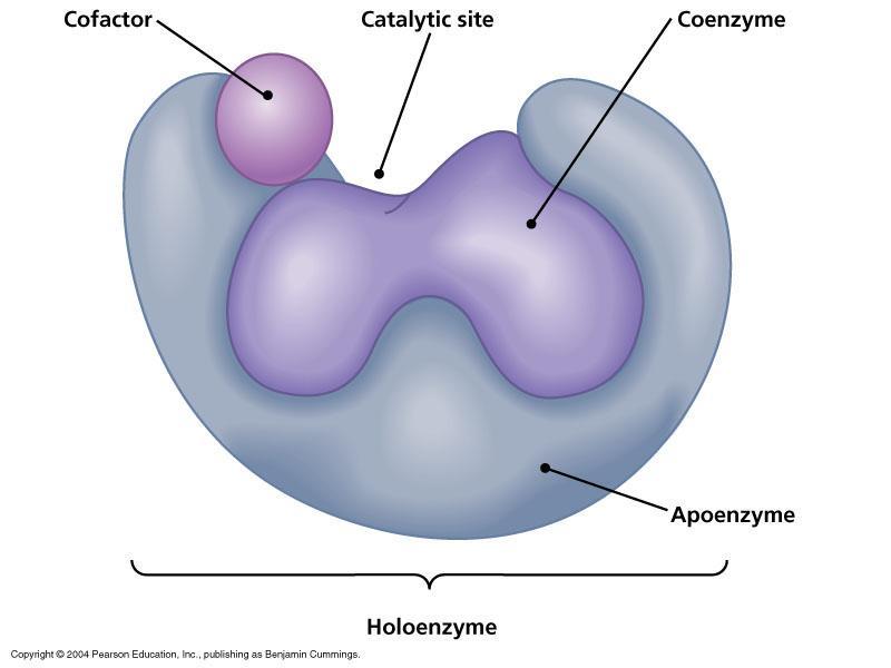 The Makeup of Enzymes Most enzymes are proteins Some are RNA molecules called ribozymes Holoenzymes are composed of