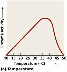 Temperature What happens to a protein