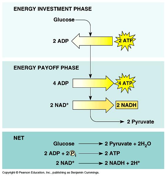 Glycolysis Glucose + 2 ATP + 2 ADP + 2 PO 4 + 2 NAD + 2 pyruvic acid +
