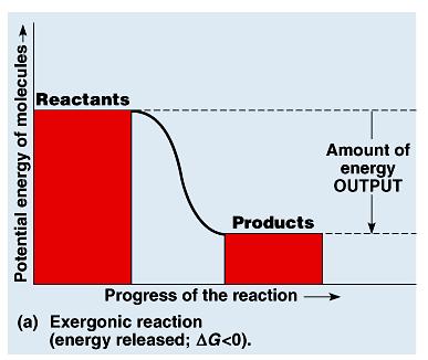 Chemical reactions can be classified as either exergonic or endergonic based on free energy.