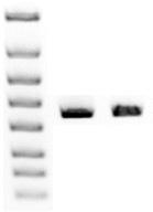 TYPICL VLIDTION OF TCC ISOGENIC CELL LINES elow is an example of the genomic and transcriptional validation of TCC isogenic cell lines, using the NRS Mutant-375 cell line.
